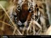 bengal-tiger-face.jpg